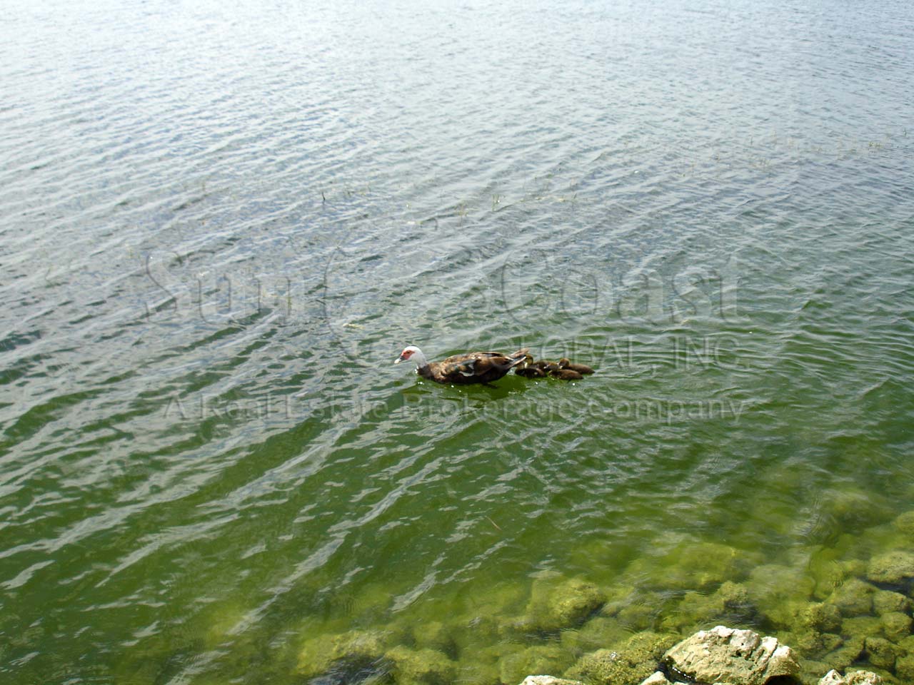 EMERALD LAKES Community Lake
