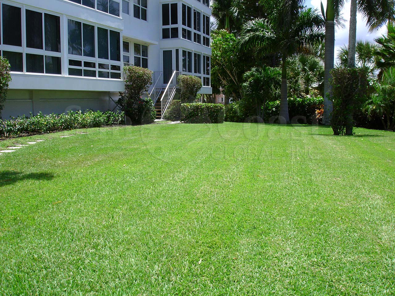 Royal Palm Club Grass
